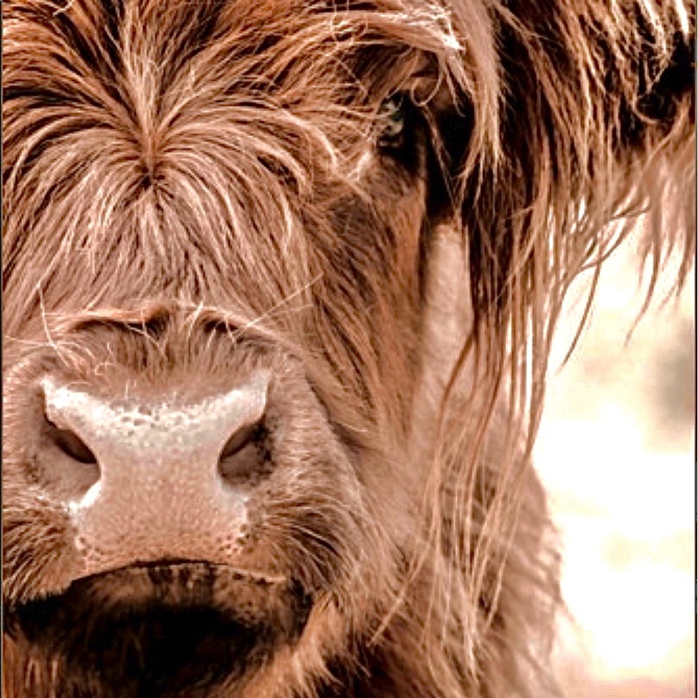 Light brown/orange shaggy hair highland cow print 8.5x11